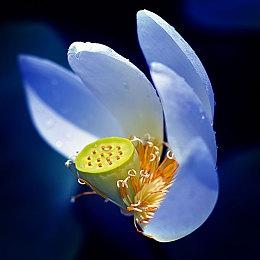 《全职猎人NEN×IMPACT》因含“暗示性暴力”在澳大利亚被禁